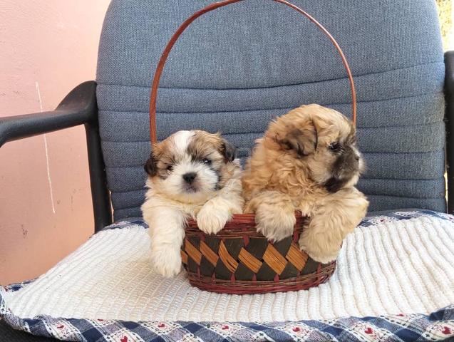 Carousel Image