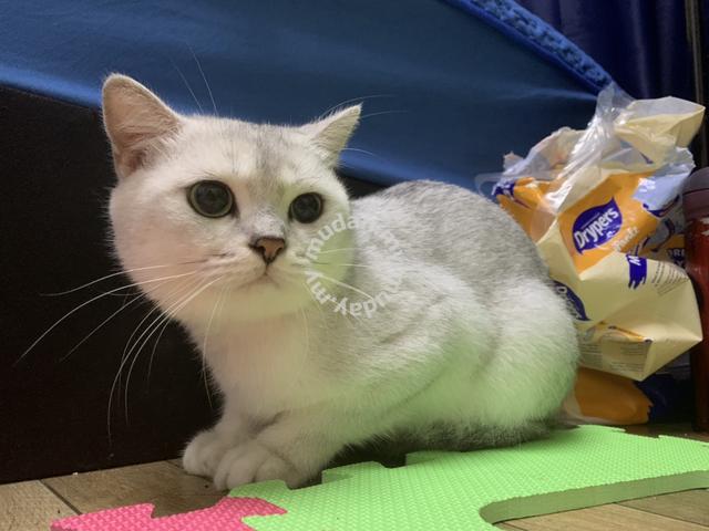 british shorthair silver shaded