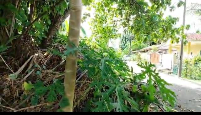Tanah cantek 1