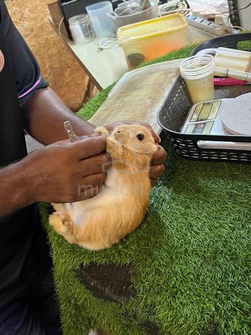 ARNAB Netherland Dwarf & SANGKAR UNTUK DIJUAL❗️ - photo 2 of 3