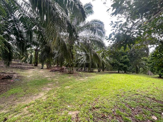Tanaha kelapa sawit di ibok kemaman 1