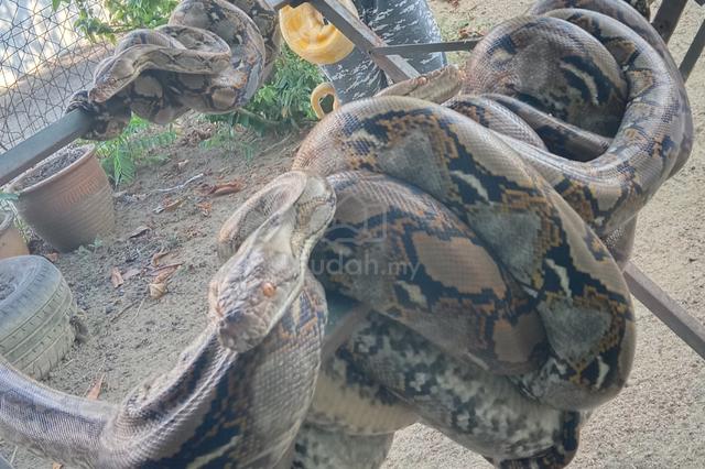 Ular Sawa Batik / Reticulated python - Pets for sale in Kulim, Kedah