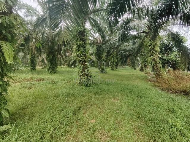 Tanah 1.022 Ekar Dim Kg Dalam Ayer Baloi Pontian 2