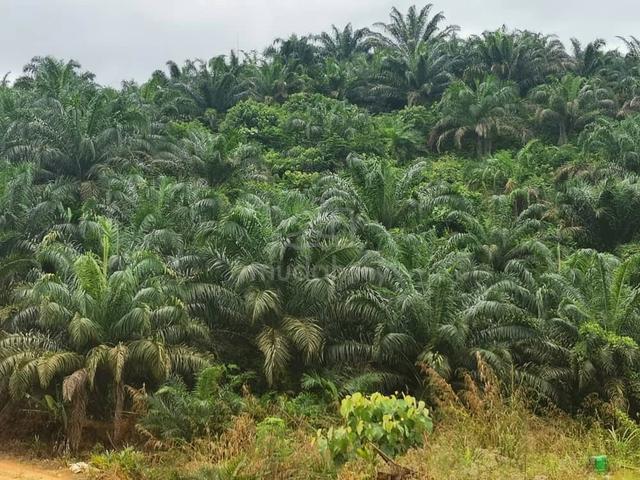 Kelantan Kuala Krai Stonv 996 acres Land For Sale 1