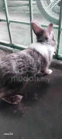 Rabbit Hybrid For Sale  - photo 4 of 4