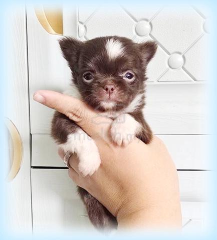 Chiwawa Pure Breed - photo 5 of 6