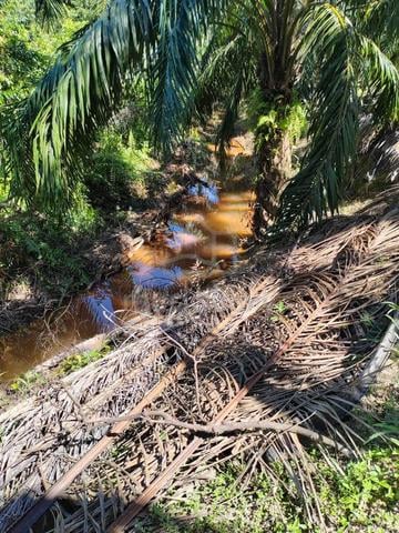 Freehold agriculture land for sale 1