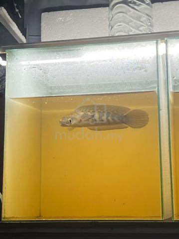 Carousel Image Selected