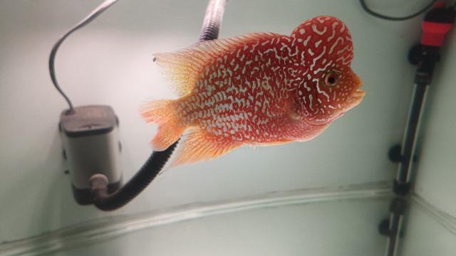 flowerhorn kamfa GB - photo 3 of 6