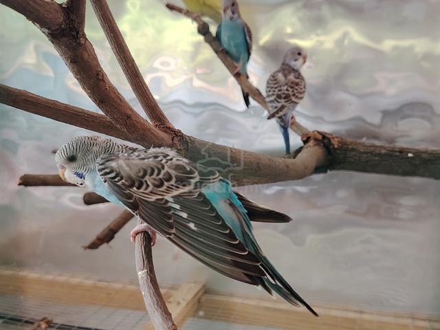 Carousel Image