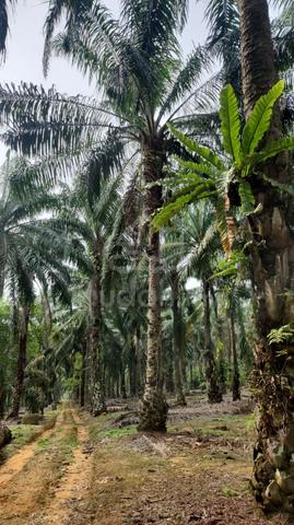 Sengkang Agricultural Land For Sale 1