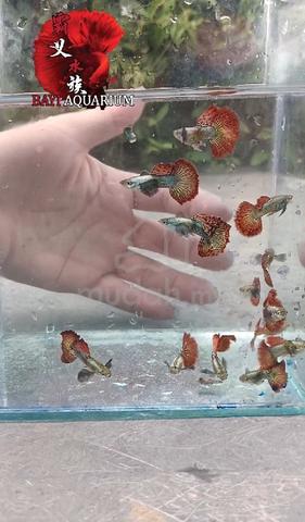 Carousel Image