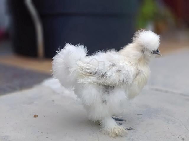 American silkie - photo 3 of 4