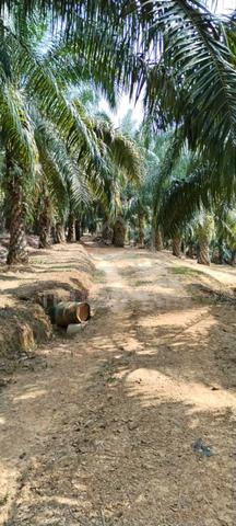Agricultural Land for Sale at Kampung Batang Merbok Rembau 3