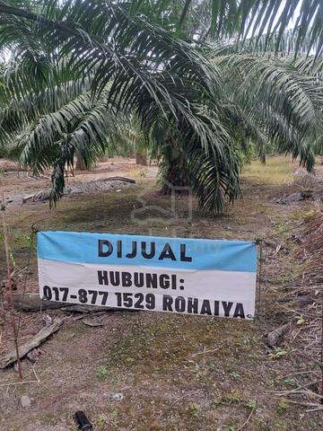 Tanah Sawit untuk dijual, Pontian, Johor. 1