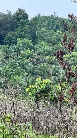 Tanah Sawit Matang Untuk dijual 8 ekar di Kijal kemaman 1