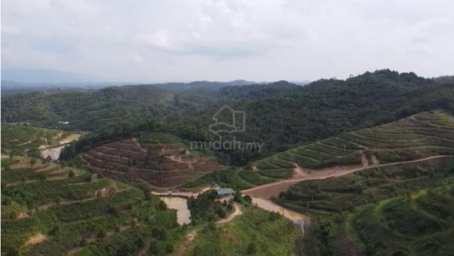 141 Acres Durian Farm Freehold, Near Town, Concrete Road, Musang King 5