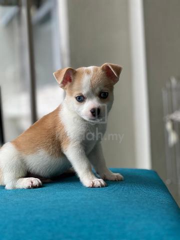 purebreed chihuahua puppy available  - photo 3 of 4