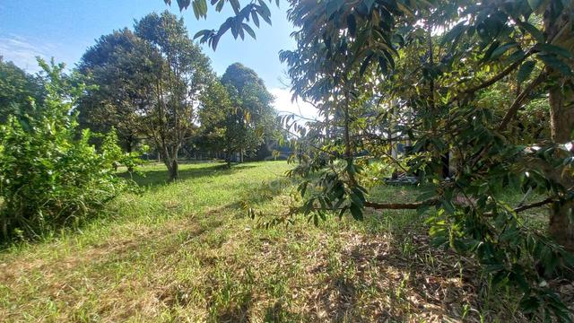 TANAH DUSUN DURIAN PREMIUM @ LUNAS (Lokasi Strategik)📍FREEHOLD 1