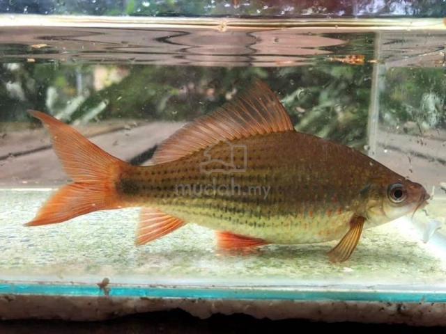 ikan sebarau (+- 11inch) - photo 6 of 6