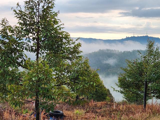Well maintained 6.7 acre Freehold Durian Land in Karak, Pahang 1