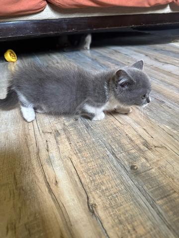kitten bsh bicolour munchkin - photo 2 of 3