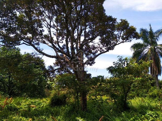 1.32 acres Agriculture Land Nusa Dusun at Kuala Linggi 1
