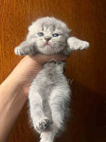 Carousel Image