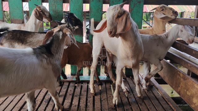 kambing murah - photo 5 of 6