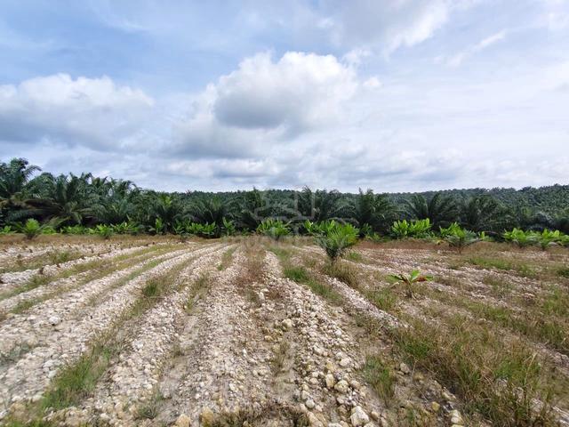 Sedenak 6 Acre Land for Sale 1