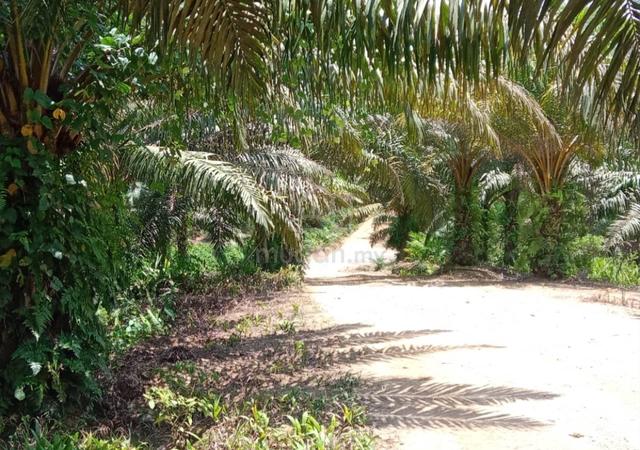 Palm Oil land for Sale 1