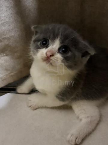 BSH to rehome - photo 2 of 2