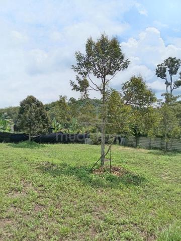 BERBALOI [FREEHOLD 4.29 Ekr] Dusun Durian, Tampin N9 3