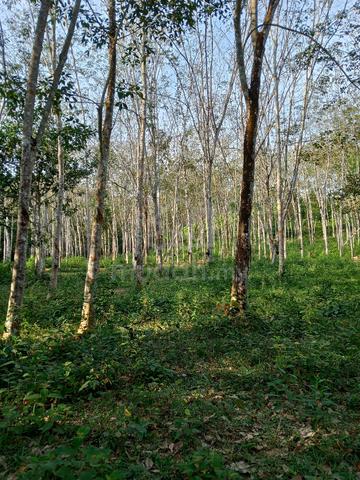 Kebun Getah Geran Individu. 4.73 relong. 1
