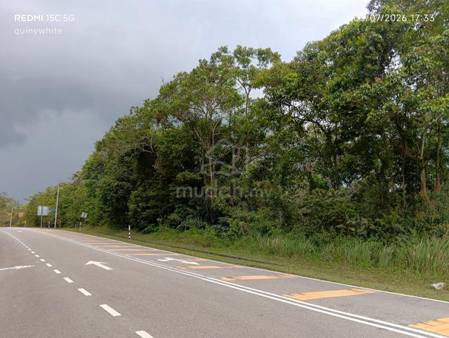 Tanah cantek 1