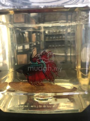 Ikan Betta - photo 3 of 3