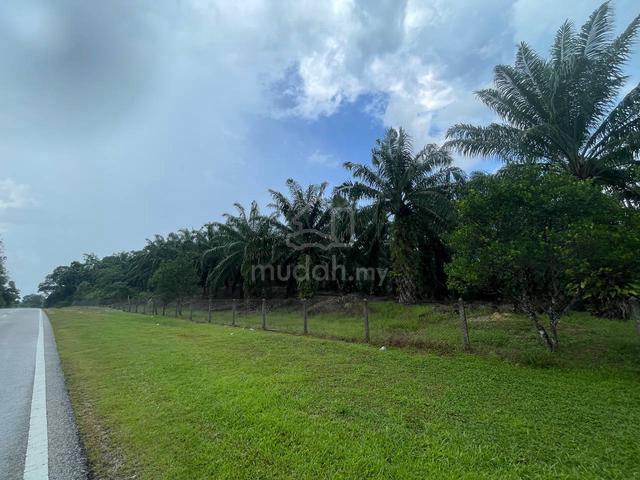 Tanaha kelapa sawit di ibok kemaman 2