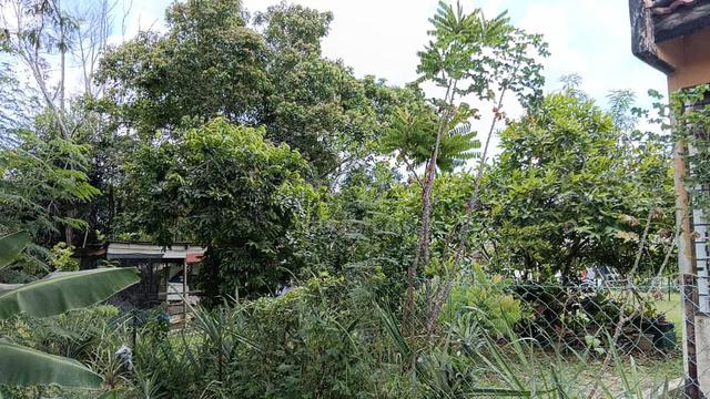 Tanah cantek 1