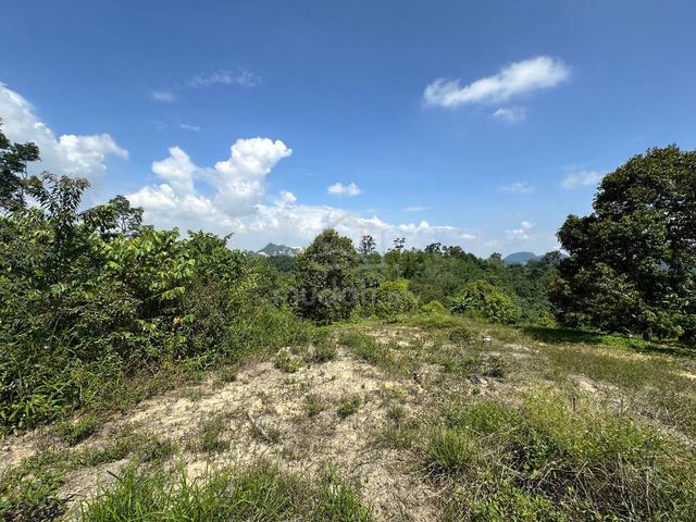 Freehold durian farm agriculture land musang trees ipoh simpang pulai 2