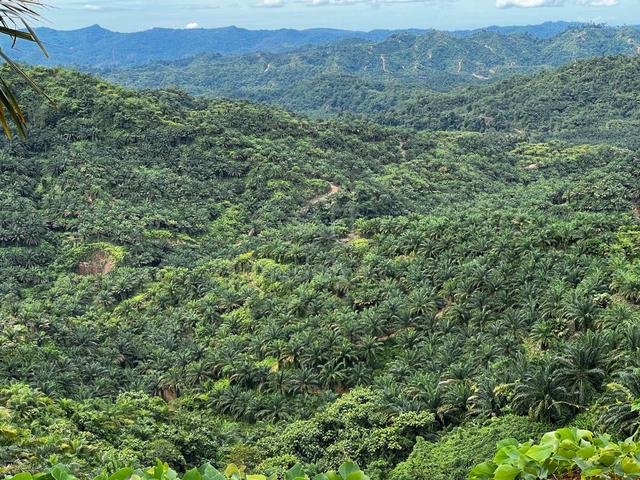 Palm Oil Land CL800 Acres Ulu Membakut KK Sabah 4