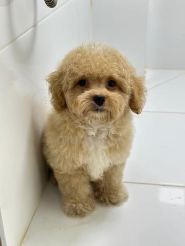 Pure toy poodle for sale best sale