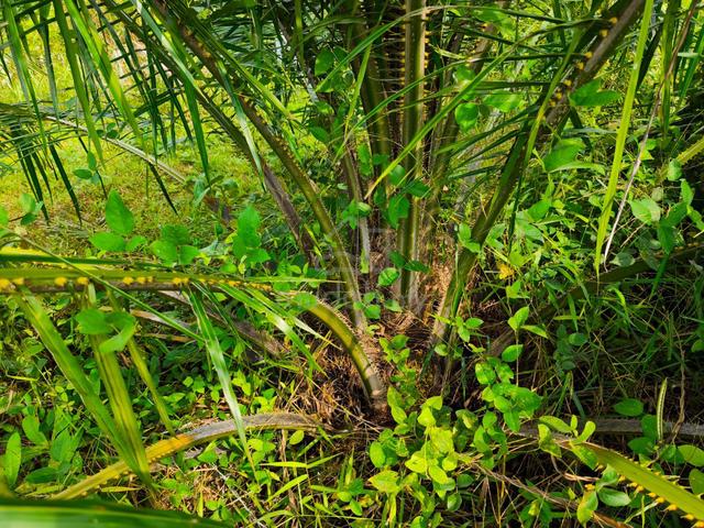 Kebun Sawit Kg Sadang Parit 1