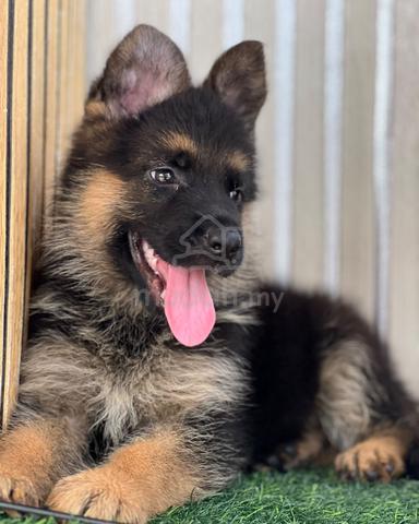 German Shepherd High Quality Female - photo 2 of 5