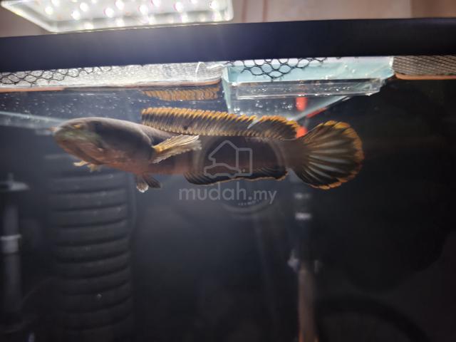 Channa Limbata - photo 4 of 6