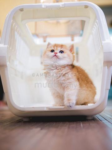 Carousel Image