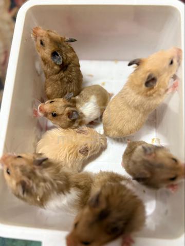 Hamster (Syrian Bigbone) - photo 5 of 6
