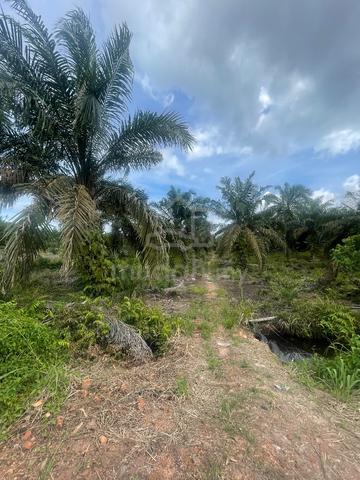 Tanah Pertanian Kelapa Sawit Parit Puteri Menangis Pontian Good Invest 1
