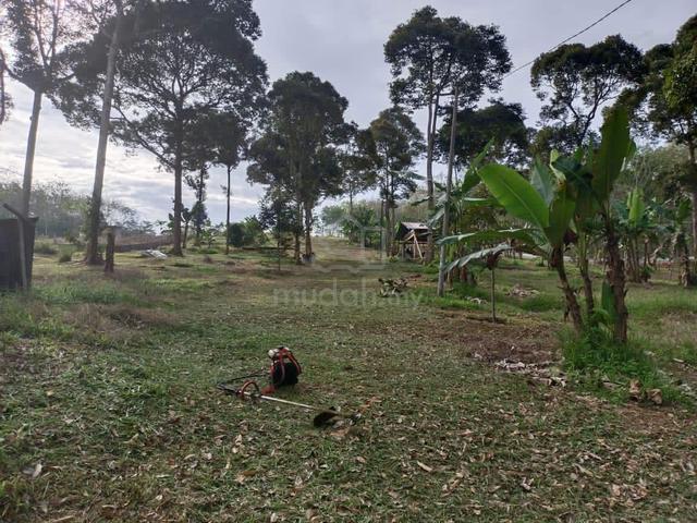 FREEHOLD! Kebun Durian Serba Lengkap, Segamat Johor 1