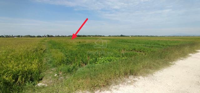 Kedah Yan Agricultural Freehold Land For Sale 1