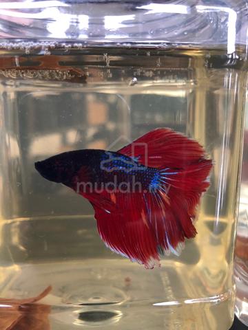 Ikan Betta HM - photo 3 of 3